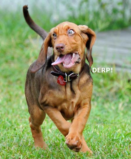 dogderp.png