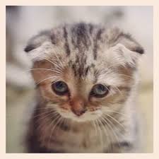 Image result for picture sad kitten