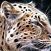 pleopard