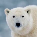 PolarBear