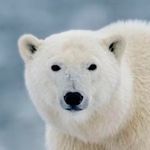 PolarBear