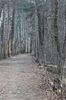 path.jpg