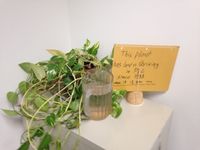 plant.jpg