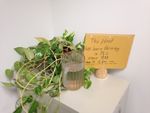 plant.jpg