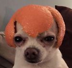 Dog Orange.jpg
