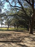 amazingtrees1.jpg