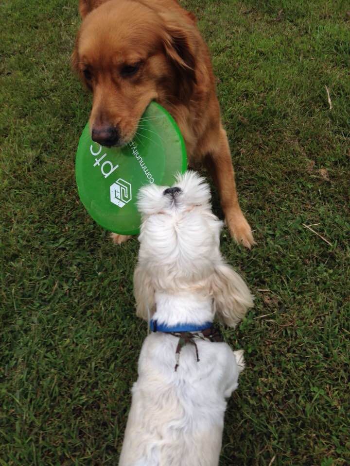 frisbeeptc.jpg
