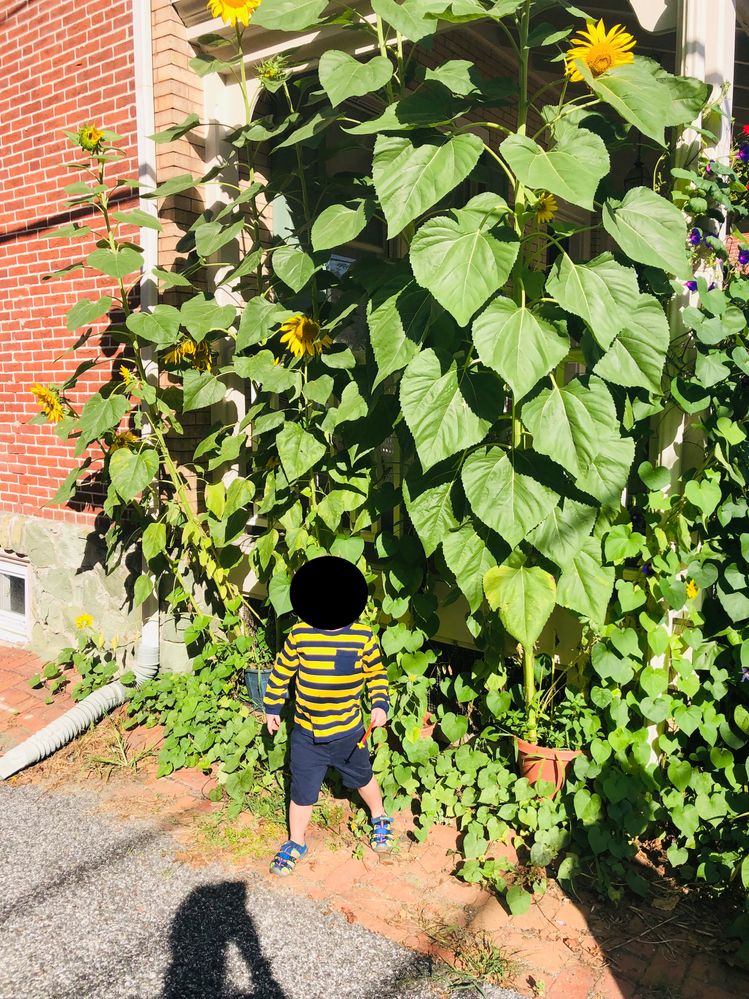 Sunflowers at Neighbor Cathy's.jpg