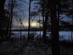 trees5.jpg