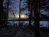 trees5.jpg