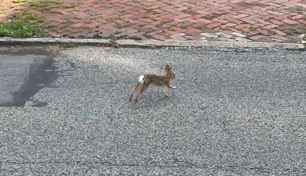 Bunny.jpg
