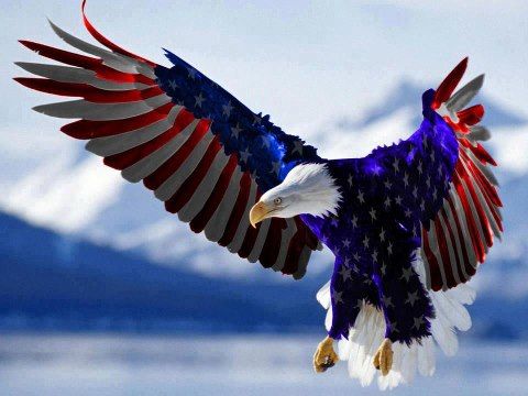 STARS AND STRIPES EAGLE-01.jpg