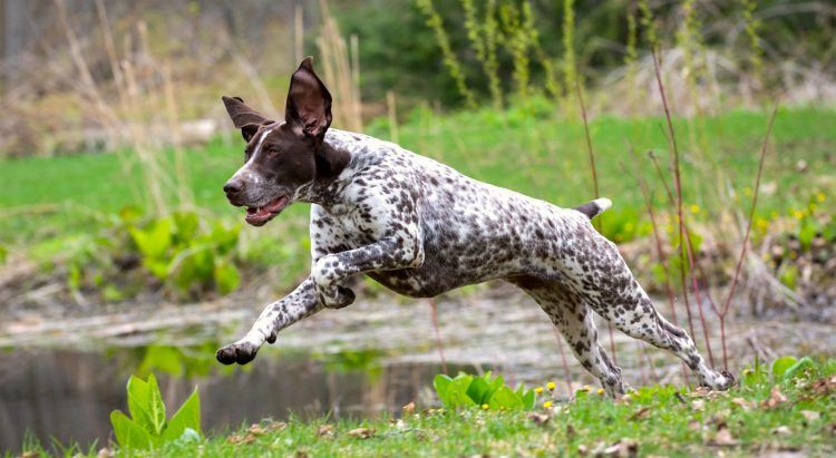 german-shorthair-pointer-750x411