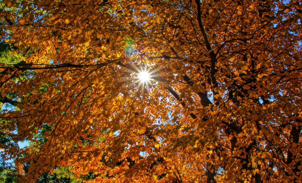 sunthroughtrees.jpg