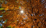 sunthroughtrees.jpg
