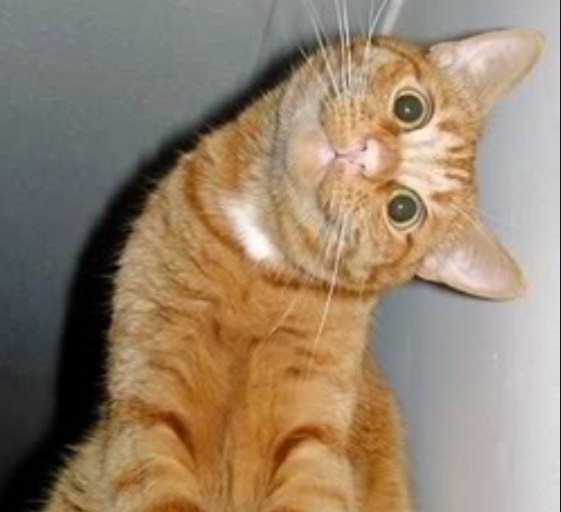 cat.png