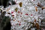 Nature-Macro-Sculptures-Winter-Reflexions-Art-Water-Ice-Textures-Frozen-Desktop-Wallpaper-New.jpg