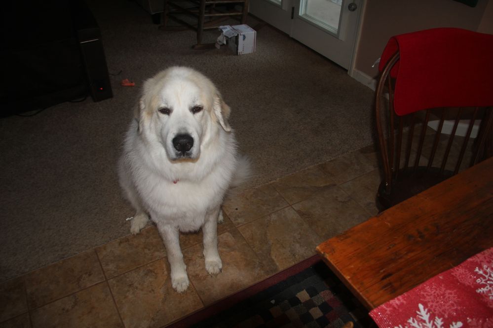 Captain Jack, Great Pyrenees