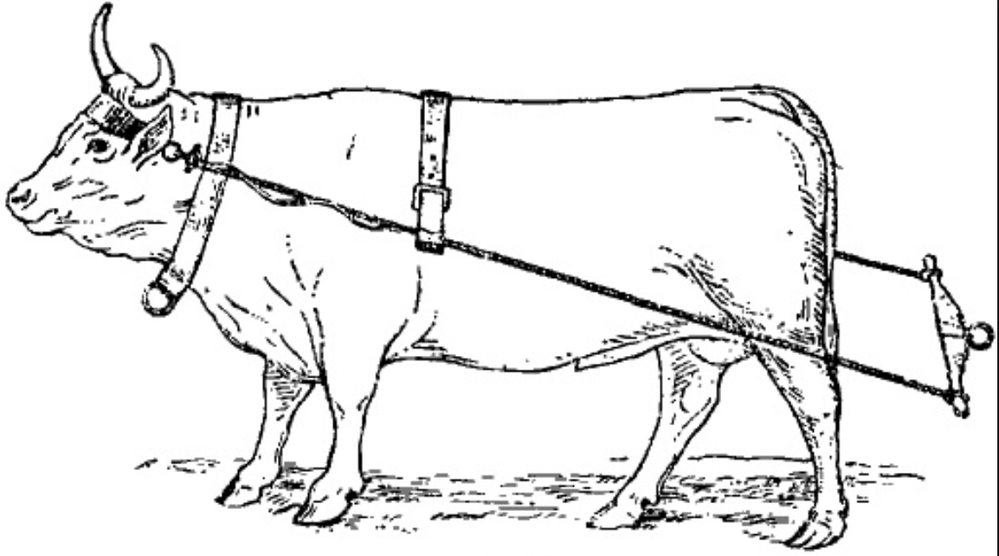 Ярмо 5. Ярмо у быка. Бык в упряжке. Сбруя для быка. Ярмо для Волов.