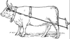 ox.png