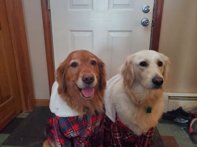 madforplaiddogs.jpg